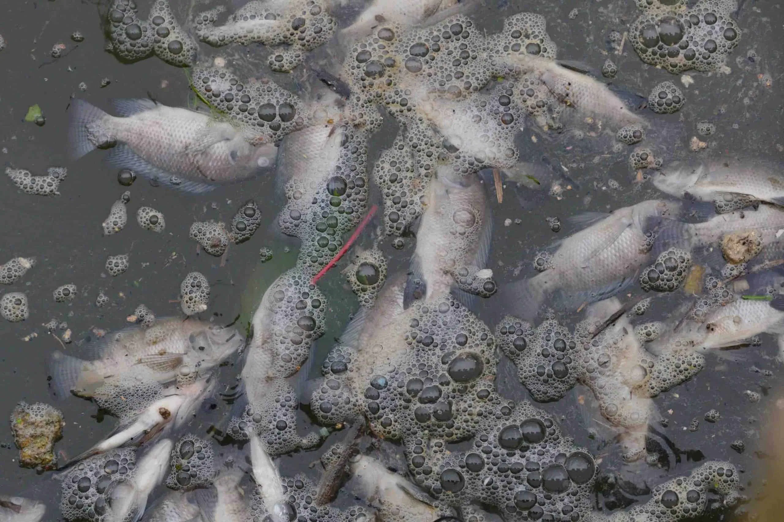 Haccp, Élelmiszerbiztonság: Lehet szennyvízben úszkált az ételünk?